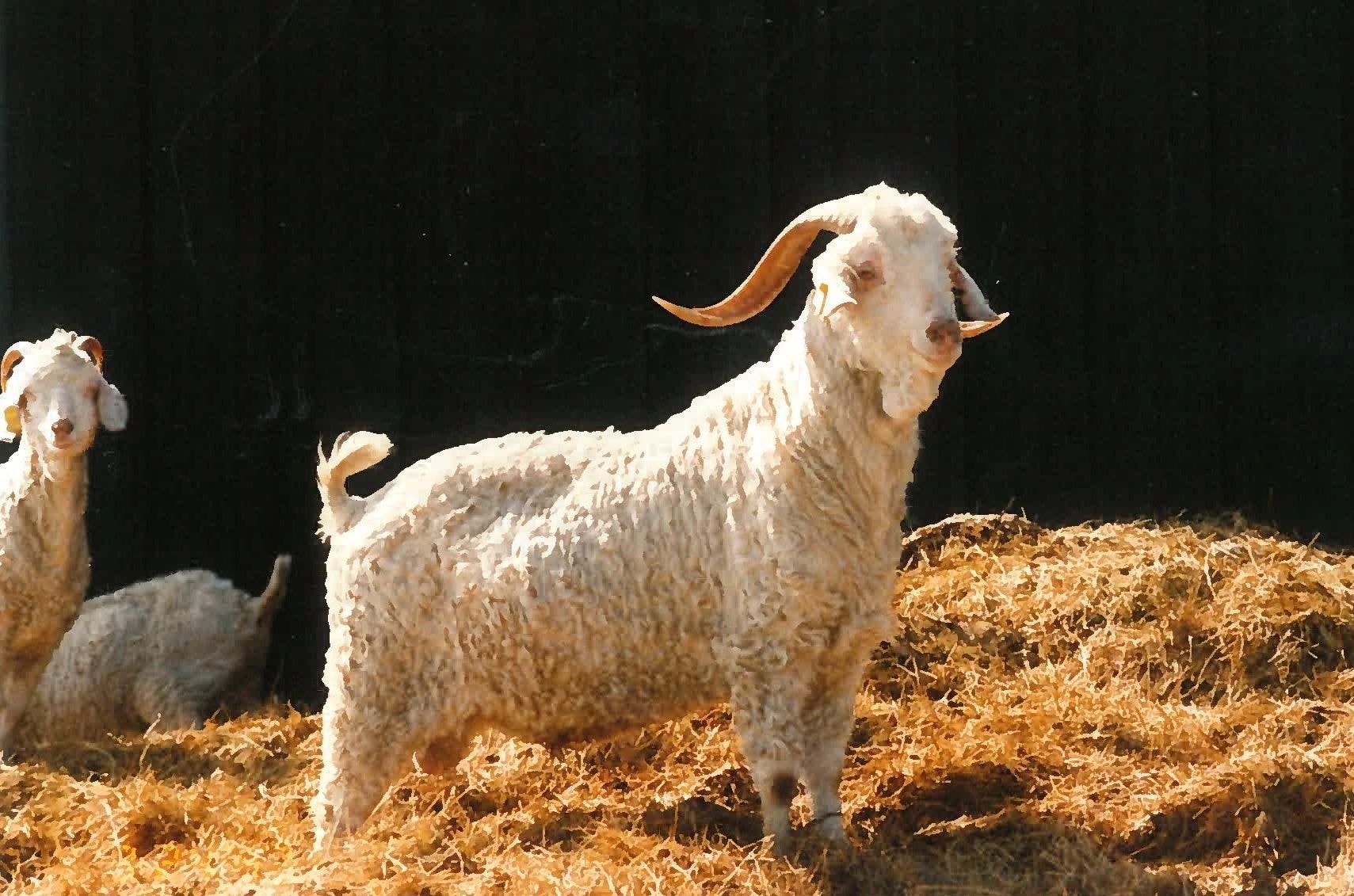 Goats in a barn — Listen and They Will Tell You