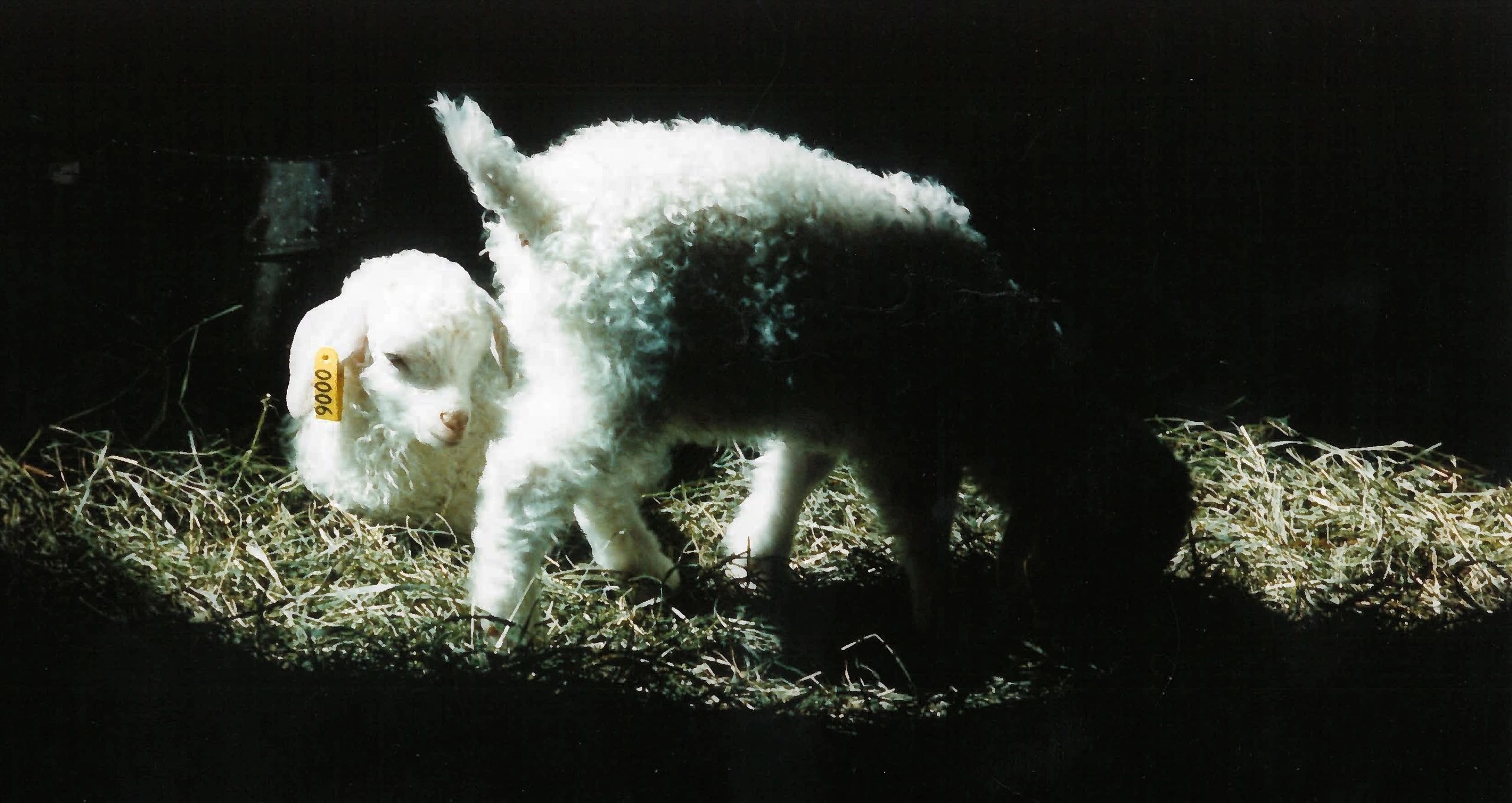 Young white goat in a barn with dramatic lighting